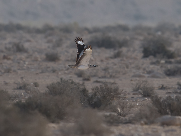 Idänkaulustrappi, Macqueen's Bustard, Chlamydotis macqueenii