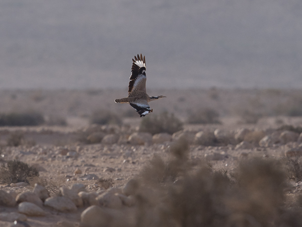 Idänkaulustrappi, Macqueen's Bustard, Chlamydotis macqueenii