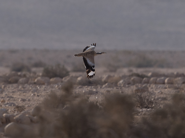 Idänkaulustrappi, Macqueen's Bustard, Chlamydotis macqueenii