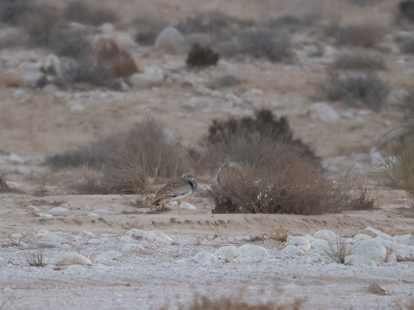 Idänkaulustrappi, Macqueen's Bustard, Chlamydotis macqueenii