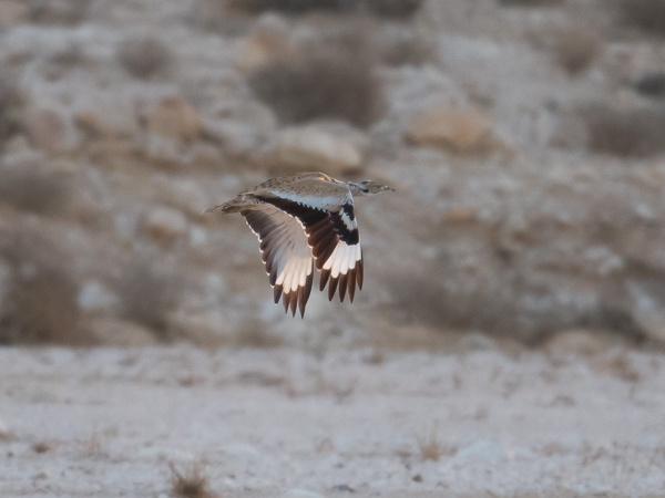Idänkaulustrappi, Macqueen's Bustard, Chlamydotis macqueenii