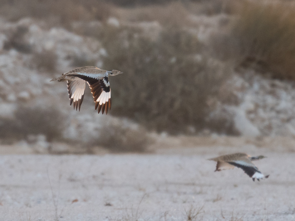 Idänkaulustrappi, Macqueen's Bustard, Chlamydotis macqueenii