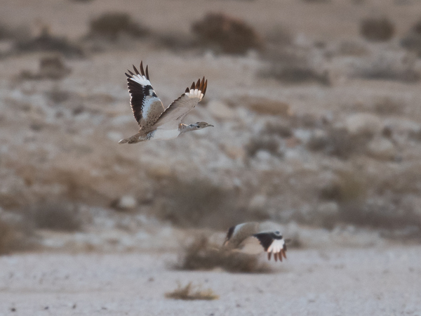 Idänkaulustrappi, Macqueen's Bustard, Chlamydotis macqueenii
