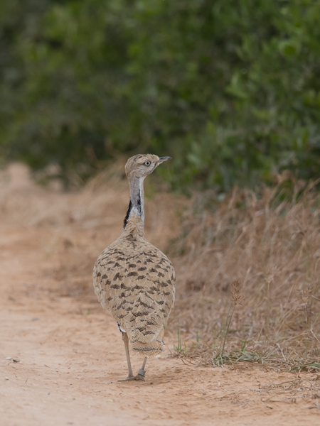 Idänkaulustrappi, Macqueen's Bustard, Chlamydotis macqueenii