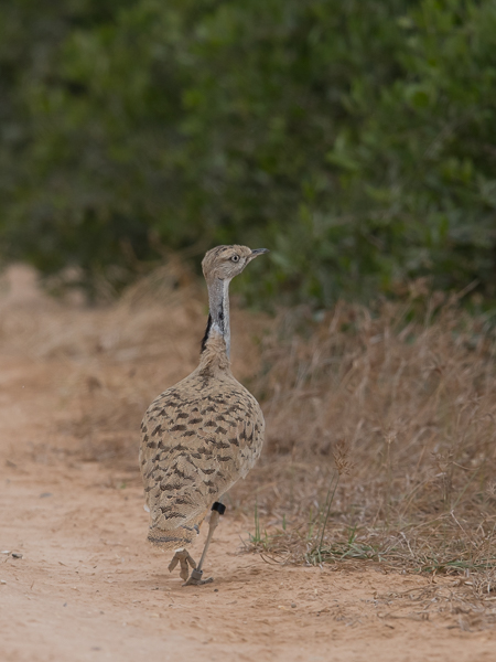 Idänkaulustrappi, Macqueen's Bustard, Chlamydotis macqueenii