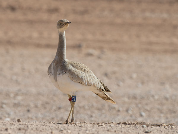 Idänkaulustrappi, Macqueen's Bustard, Chlamydotis macqueenii