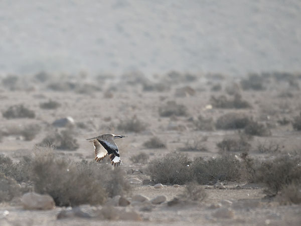 Idänkaulustrappi, Macqueen's Bustard, Chlamydotis macqueenii
