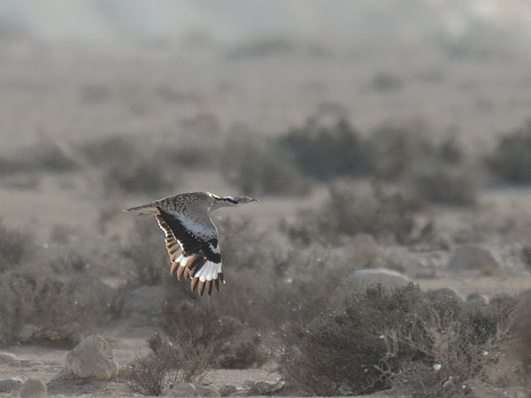 Idänkaulustrappi, Macqueen's Bustard, Chlamydotis macqueenii