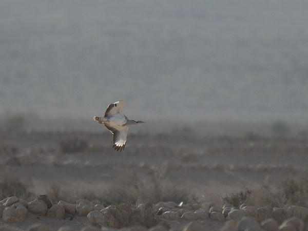 Idänkaulustrappi, Macqueen's Bustard, Chlamydotis macqueenii