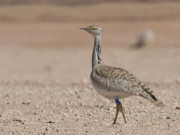 Idänkaulustrappi, Macqueen's Bustard, Chlamydotis macqueenii