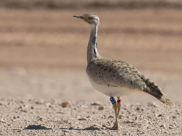 Idänkaulustrappi, Macqueen's Bustard, Chlamydotis macqueenii