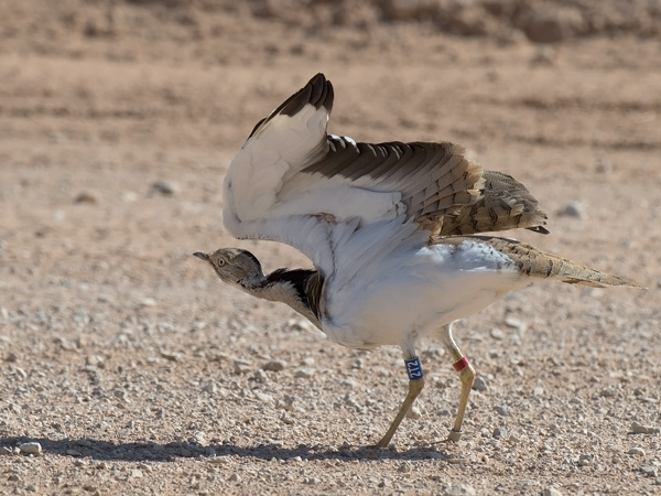 Idänkaulustrappi, Macqueen's Bustard, Chlamydotis macqueenii