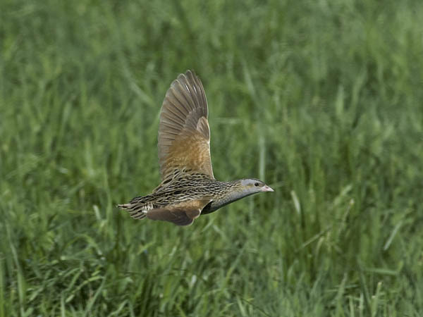 Ruisrääkkä, Corn Crake, Crex crex