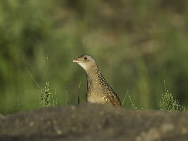 Ruisrääkkä, Corn Crake, Crex crex