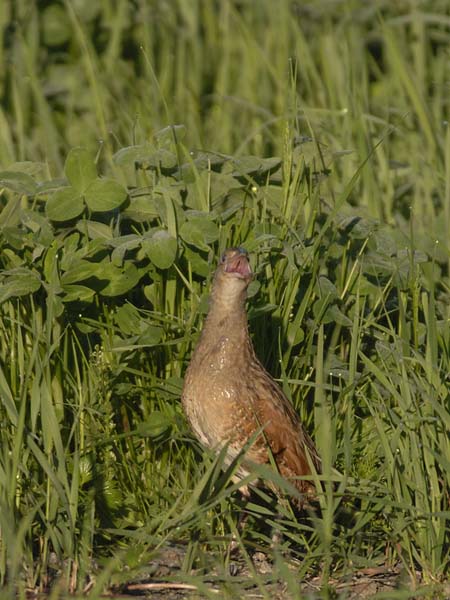 Ruisrääkkä, Corn Crake, Crex crex