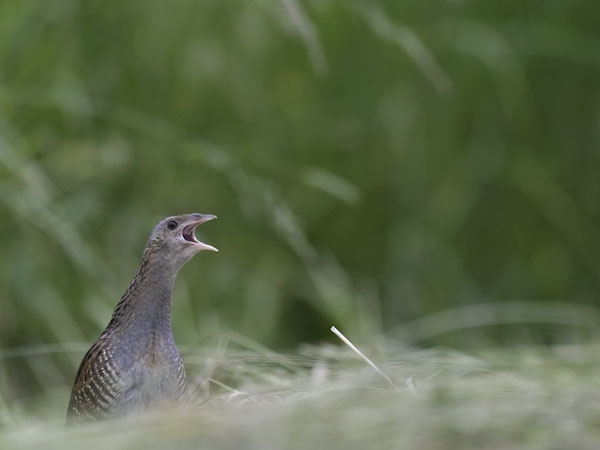 Ruisrääkkä, Corn Crake, Crex crex