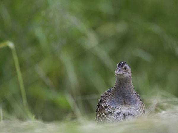 Ruisrääkkä, Corn Crake, Crex crex