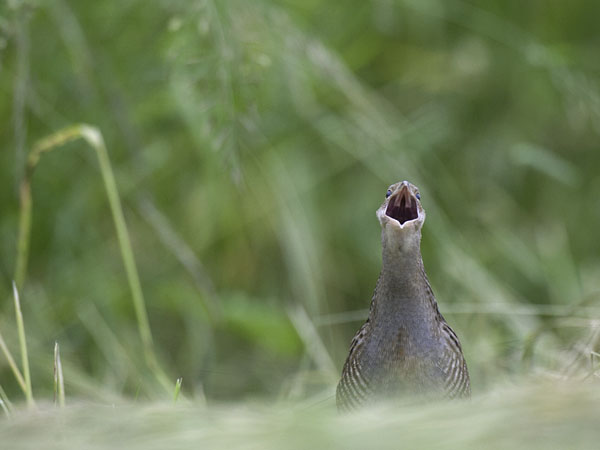 Ruisrääkkä, Corn Crake, Crex crex