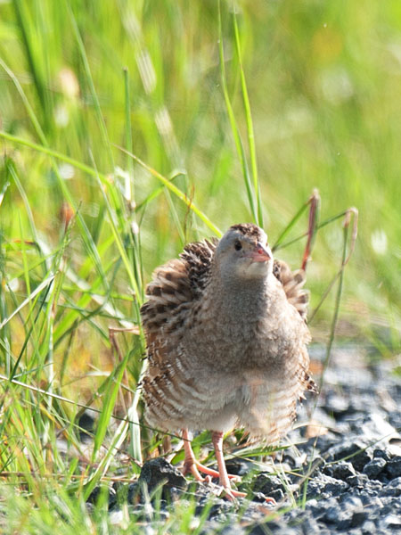 Ruisrääkkä, Corn Crake, Crex crex