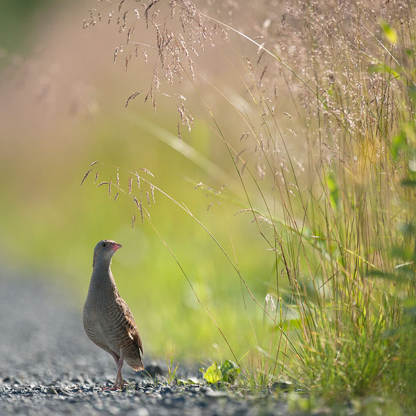 Ruisrääkkä, Corn Crake, Crex crex