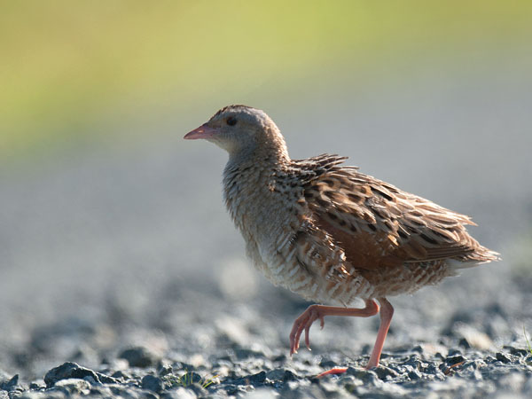 Ruisrääkkä, Corn Crake, Crex crex