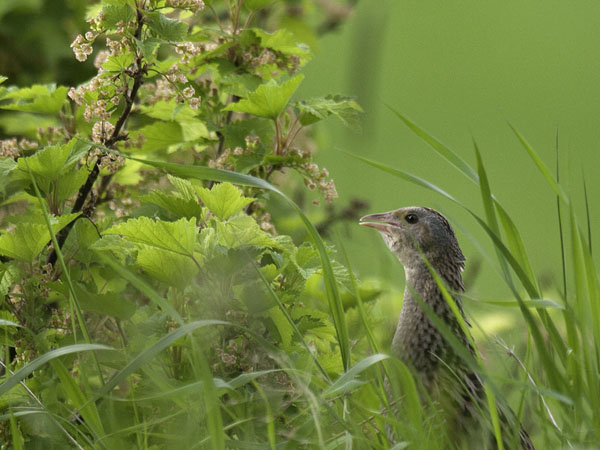 Ruisrääkkä, Corn Crake, Crex crex