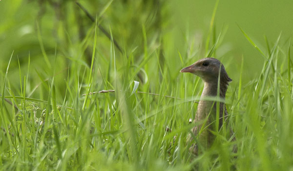 Ruisrääkkä, Corn Crake, Crex crex