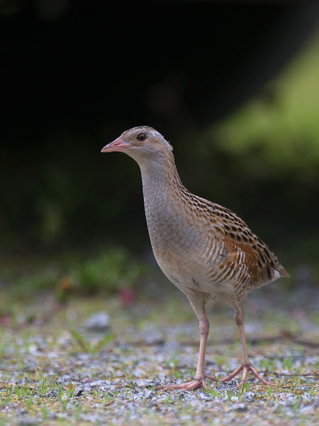 Ruisrääkkä, Corn Crake, Crex crex