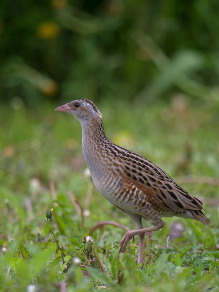 Ruisrääkkä, Corn Crake, Crex crex