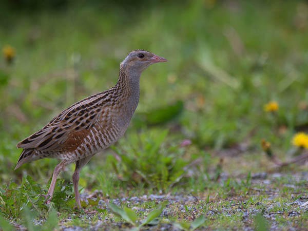 Ruisrääkkä, Corn Crake, Crex crex