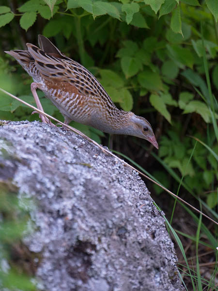 Ruisrääkkä, Corn Crake, Crex crex