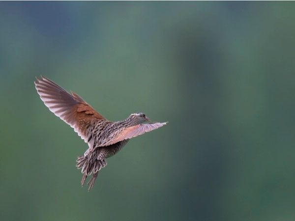 Ruisrääkkä, Corn Crake, Crex crex