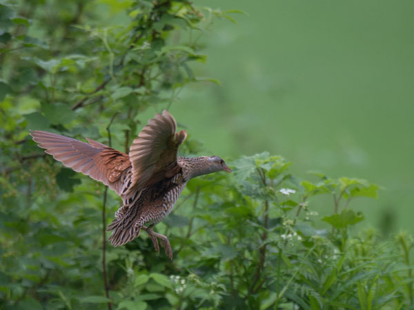 Ruisrääkkä, Corn Crake, Crex crex