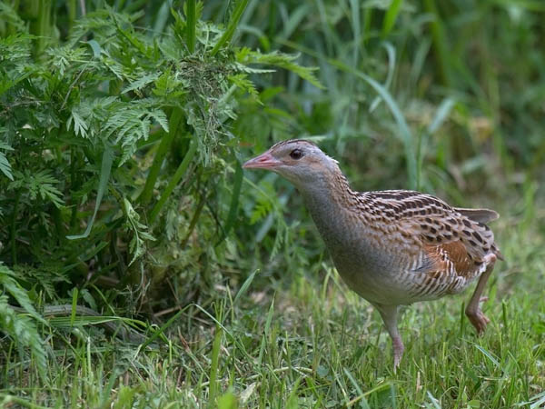 Ruisrääkkä, Corn Crake, Crex crex