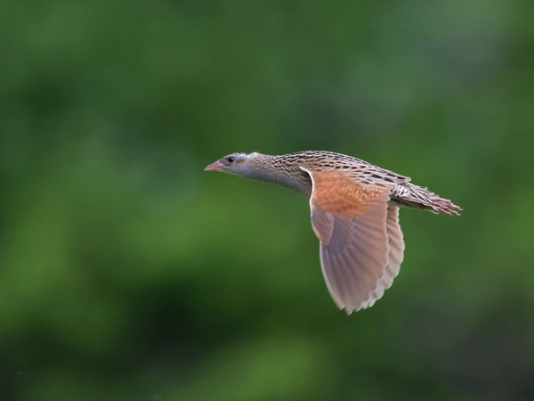 Ruisrääkkä, Corn Crake, Crex crex