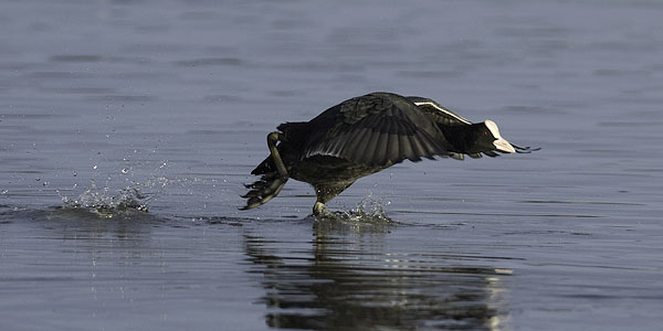Nokikana, Eurasian Coot, Fulica atra