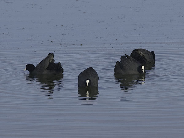 Nokikana, Eurasian Coot, Fulica atra