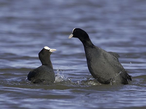 Nokikana, Eurasian Coot, Fulica atra