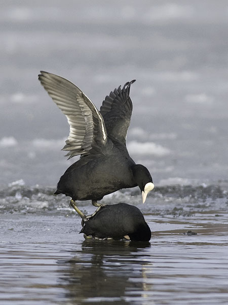 Nokikana, Eurasian Coot, Fulica atra