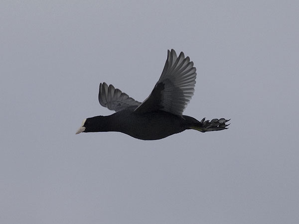 Nokikana, Eurasian Coot, Fulica atra