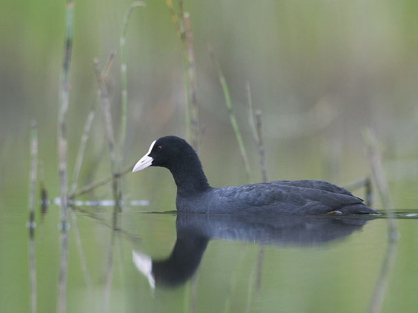 Nokikana, Eurasian Coot, Fulica atra
