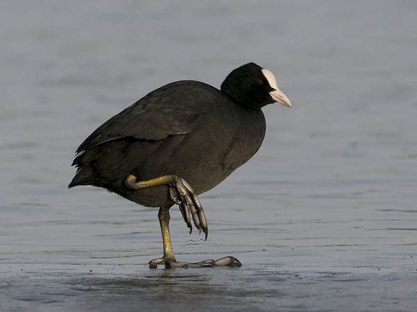 Nokikana, Eurasian Coot, Fulica atra
