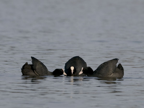 Nokikana, Eurasian Coot, Fulica atra