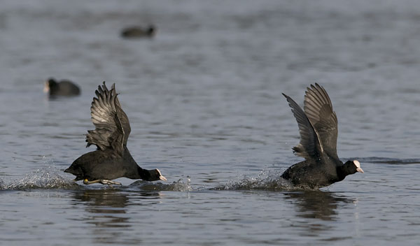 Nokikana, Eurasian Coot, Fulica atra