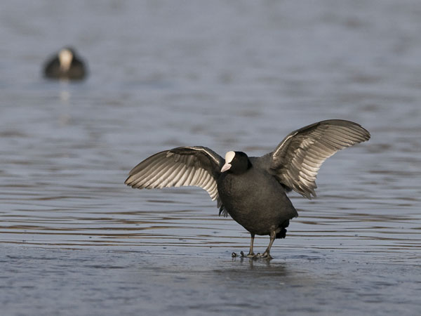 Nokikana, Eurasian Coot, Fulica atra