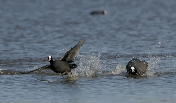 Nokikana, Eurasian Coot, Fulica atra