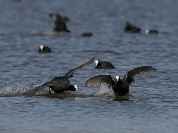 Nokikana, Eurasian Coot, Fulica atra