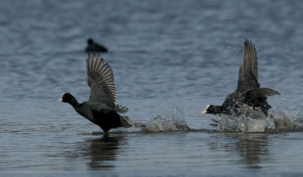 Nokikana, Eurasian Coot, Fulica atra