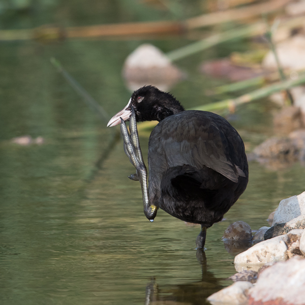 Nokikana, Eurasian Coot, Fulica atra