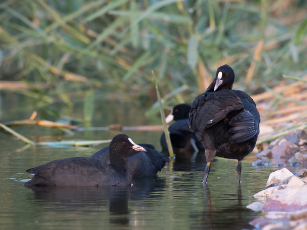 Nokikana, Eurasian Coot, Fulica atra